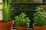 7 loại cây nên trồng quanh nhà để đuổi muỗi, phòng sốt xuất huyết hiệu quả