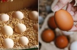 Bảo quản trứng không cần tủ lạnh không khó, làm theo cách này, để cả tháng trứng vẫn tươi ngon