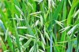 Loại cỏ bị coi là vô dụng nay thành đặc sản quý hiếm, giá 5 triệu đồng mỗi kg khiến dân săn lùng