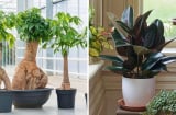 Người xưa dặn: 'Trồng 4 loại cây cảnh này trong nhà, không phát tài cũng được hưởng phúc khí', ai cũng nên trồng