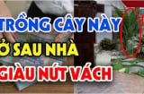 Tổ tiên dặn dò: 4 loại cây trồng trước nhà khánh kiệt, trồng sau nhà giữ của tiền vào như nước, nhớ cho kỹ