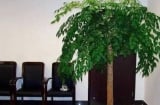 Tổ tiên dạy: 'Trong nhà có hai cây thì dù không giàu cũng có phước', đó là 2 cây gì?