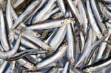 Loại cá dân dã giàu canxi gấp 25 lần cá hồi, giá chỉ 30.000 đồng/kg, thành đặc sản sang trọng