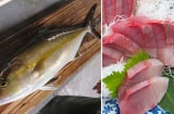 Loài cá ngọt thịt - ít xương - nhiều dinh dưỡng, Việt Nam nhân giống hàng loạt, Nhật Bản bán 1 triệu/kg