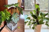 5 loại cây cảnh càng trồng trong nhà càng xui xẻo: Hoa vượng nhưng người không vượng