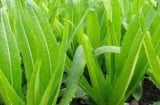 Loại rau quen thuộc chứa canxi gấp nhiều lần sữa, ăn sống hay nấu chín đều bổ cực tốt