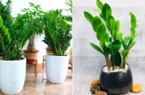 Người mệnh nào hợp trồng cây kim tiền nhất?