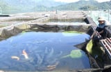 Nuôi loài đặc sản to bự dưới hồ thủy điện, anh nông dân Tuyên Quang bán 220 nghìn/kg