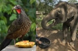 5 loại động vật cho chất thải quý như Vàng