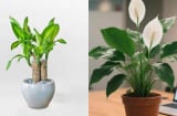 Đặt 3 loại cây này trong văn phòng, sự nghiệp cứ thế 'phất như diều gặp gió'