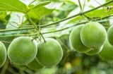 Loại quả kỳ lạ ở Việt Nam ngọt gấp 300 lần đường mía, hỗ trợ điều trị tiểu đường và ngăn ngừa ung thư