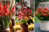 Người xưa nói: “Hoa đỏ nơi phòng khách, phúc lộc gõ cửa, tài vận vào nhà”, nên trồng loại hoa đỏ nào tốt nhất?