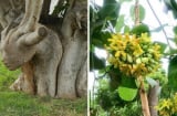 3 'cây ác' tuyệt đối không trồng trước nhà kẻo rước hoạ: Chặt ngay kẻo hối không kịp