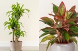 9 loại cây phong thủy càng trồng trước cửa càng giàu: Hút tài, trấn trạch, hóa giải vận đen