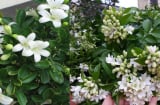 Có nên trồng cây nguyệt quế trước nhà không?