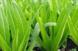 Loại rau giàu canxi vượt trội hơn cả sữa, ăn sống hay chín đều tốt cho sức khỏe