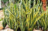 Tổ tiên dạy: Trong nhà trồng 2 loại cây này, gia đạo yên ấm, phúc khí kéo đến, tiền tài không mời cũng tới