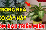 5 loại cây âm trồng trước cửa nhà: Con cháu nghèo khổ 3 đời nên tránh, đó là cây nào?
