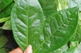 5 loại lá quen thuộc giúp giải độc, thanh lọc phổi tự nhiên hiệu quả