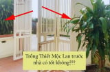 Có nên trồng cây Thiết Mộc Lan trước cửa nhà không?