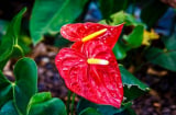 Loài hoa này đỏ rực, tượng trưng cho ngọn lửa của tình yêu thật cuồng nhiệt và còn hơn thế nữa...