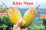 Mẹo mua xoài chín ngọt tự nhiên, không sợ ủ thuốc