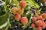 Tháng 5 vải thiều bán rộ: 4 nhóm người nên hạn chế ăn để tránh gặp vấn đề sức khỏe