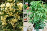 5 loại cây cảnh hút tài lộc hợp cả 5 mệnh, trồng trước nhà là tốt nhất