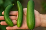 Dưa chuột cong hay thẳng mới ngon? 3 mẹo chọn dưa giòn ngọt mẹ tôi luôn dặn