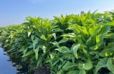 Loại rau nấu lên thơm nức, 1 nắm thôi đã có canxi cao gấp 3 lần canh xương