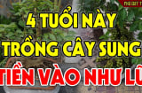 4 tuổi hợp nhất trồng sung, Tiền - Tài lũ lượt kéo về tận cửa