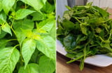 Loại lá nhiều canxi gấp 2 lần sữa, mùa hè đem nấu canh vừa mát vừa bổ