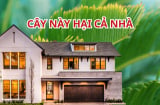 Tổ tiên chỉ bảo: 'Cây ngũ quỷ trước nhà, người suy, tiền cạn kiệt', trồng cây cảnh nhớ tránh 5 loại này