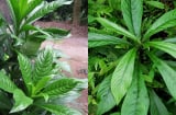 Từ bờ rào làng quê đến 'gia vị vàng': Xương sông – loại rau dân dã nay có giá 70.000 đồng/kg