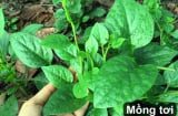 6 loại rau nhặt lá đừng ném bỏ cành, đem cắm xuống đất quanh năm được ăn rau sạch