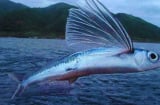 Loại cá 'bay' xa nhất thế giới, có thể bơi hoặc bay vù vù trên mặt biển, cao nhất tới 1000 mét