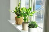 Những vị trí vàng để đặt cây xanh trong nhà: Vừa mát mắt, vừa chiêu tài cực mạnh