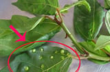Nốt sần trên lá sung có ăn được không? Hóa ra 90% đang nhầm