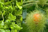 Rau dại mọc bờ rào ngọn leo như bí, quả vàng thơm như chanh leo, trở thành đặc sản, trồng tại nhà cực dễ