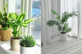 Cách đặt cây xanh trong nhà giúp chiêu tài hút lộc, tiền bạc không mời cũng đến