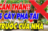 5 loại cây ác Chặn Cửa Thần Tài: Trồng trước nhà nào, nhà đó nghèo khổ, cây càng xanh người càng lao đao