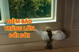 Tổ tiên linh ứng: 3 con chim vào nhà mang theo Tài Lộc, Sắp Trúng Số Đổi Đời, Giàu có bất ngờ