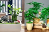 5 loại cây phong thủy cha mẹ nên đặt trong nhà giúp trẻ học giỏi, thi đâu đỗ đó