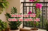 Đặt đúng 1 trong 5 loại cây này ở Ban Công, Vận May kéo đến không ngừng nghỉ, nhanh chóng Giàu sang