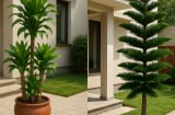 Trồng 5 cây này trước nhà: Cả 5 mệnh đều hưởng lộc, giàu nhanh khó cản