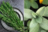 6 loại lá khử mùi cơ thể, người thơm ngát không cần dùng nước hoa