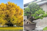 3 loại cây cảnh 'giữ nhà' được giới nhà giàu ưa chuộng: 10 nhà trồng thì 9 nhà giàu sang