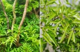 Cây Đinh Lăng hút tài lộc: Người thuộc 3 mệnh này trồng là hợp nhất, mang phú quý vào nhà