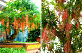 3 cây cảnh 'giữ lộc', nhà giàu hay trồng trong nhà, trồng càng lâu gia đình càng thịnh vượng