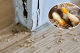 6 cách diệt mối bằng nguyên liệu tự nhiên, có sẵn tại nhà